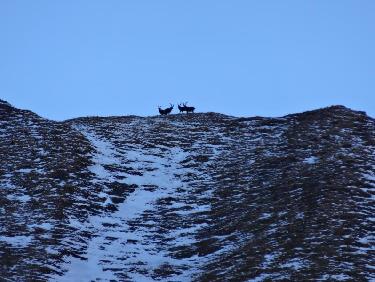 Les maîtres des lieux