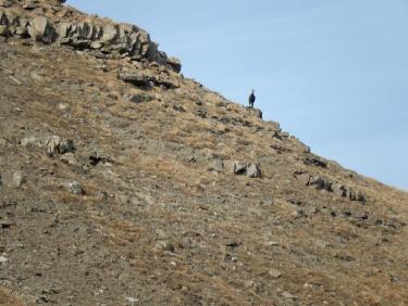 Chamois au Barle