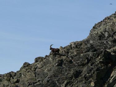 Bouquetin sur l&apos;arête du Loup