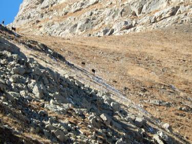 Chamois au Barle
