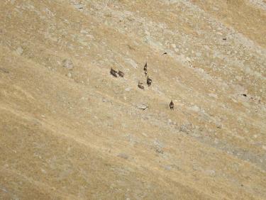 chamois dans le Vallon de la Vieille Selle