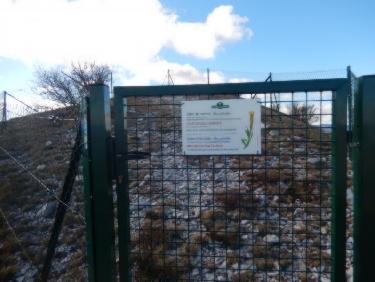 Les Espranons: Silène des rochers