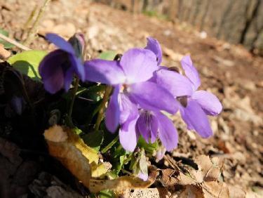 Violettes trop pressées de sortir