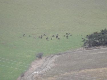 Chamois en-dessous de Clot la Cime
