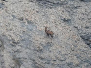 Chamois en-dessous de Clot la Cime