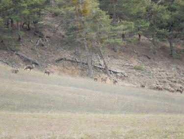 Chamois en-dessous de Clot la Cime