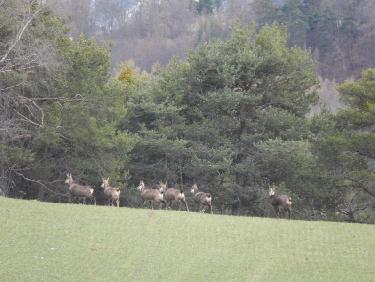 Chamois en-dessous de Clot la Cime