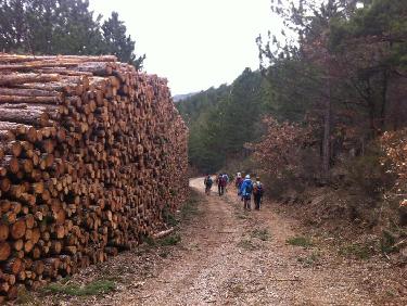 Route Forestière du Colombier