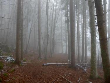 La foret mystérieuse