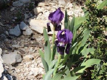 Iris dans les Gorges de la Méouge