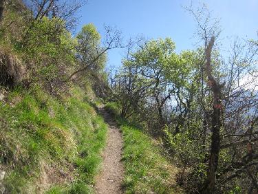 feuillage vert printanier