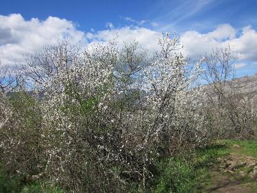 arbustes en fleurs au sommet