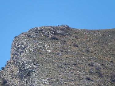 Chamois sur la crête de la Barre