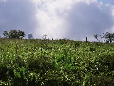 oh le joli champignon