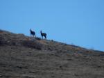 Chamois à la Montagne de Jouère