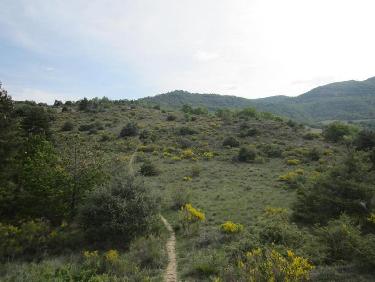 montée dans les genêts