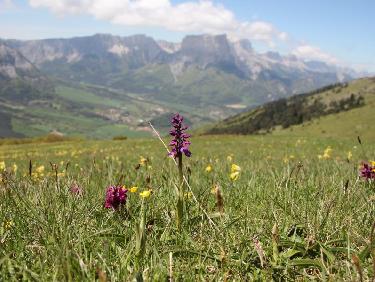 Orchis Male et Sureau