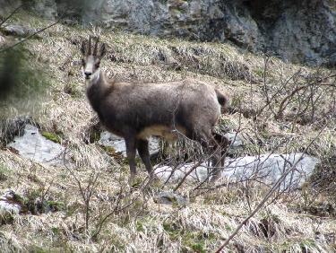 Le chamois solitaire.