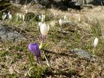 Crocus près du habert d&apos;Aiguebelle