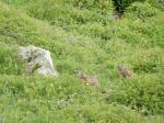 Marmottes près de l&apos;Aiguille