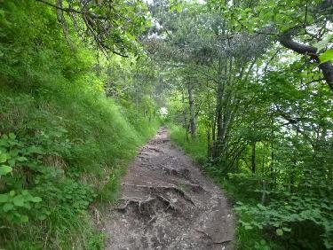 Un sentier plein de racines 