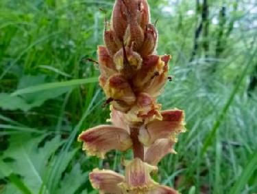 Une belle orobranche 