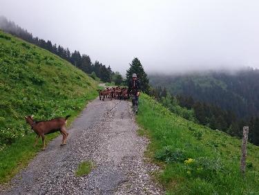 Descente avec les biquettes