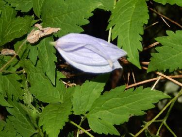 Clématite dans le Sentier de l'Echelle