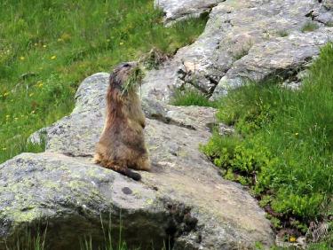 marmotte à Combe Madame
