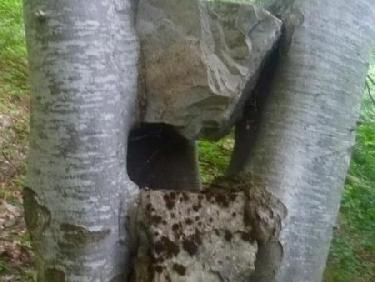 une curiosité naturelle