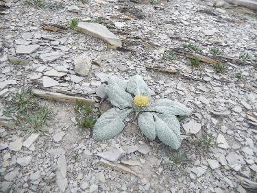 Bérardie laineuse à Costa Rouenda