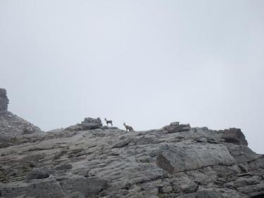 Chamois sous le Col de Vautreuil