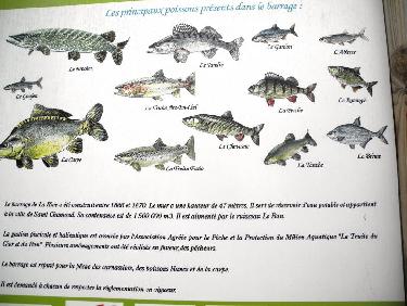 Aide Ã  l&apos;identification de la faune locale