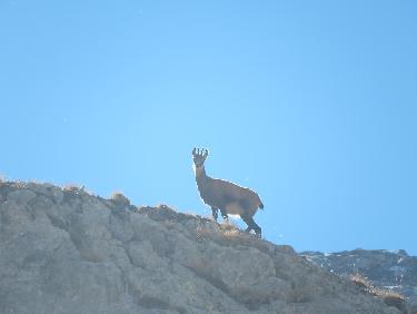 Chamois