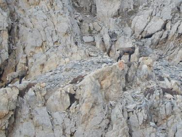 Chamois sous le Pas du Curé