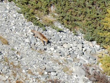 Renard sous le Pas du Curé