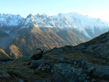 Bouquetin des Aiguilles Rouges et Mont-Blanc