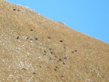 Chamois sous Garnesier