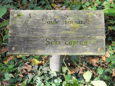 Sur l'ancien sentier botanique