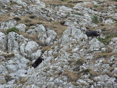 Chamois dans la face Nord