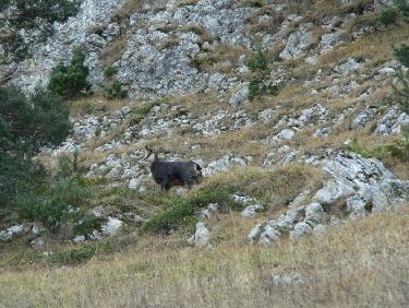 Chamois dans la face Nord