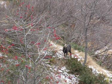 chamois sur le chemin vers le refuge Jean Collet