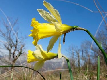 La star du jour, la jonquille