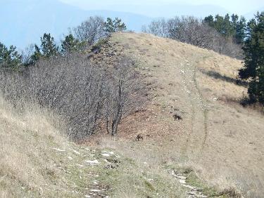Chamois sur la crête de Lure