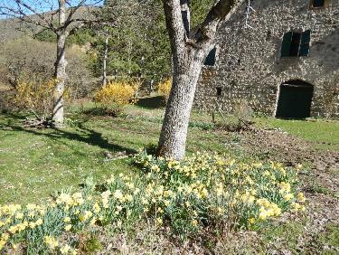 Jonquilles à Arlaud