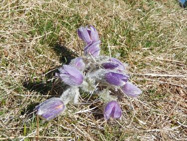 Anémones pulsatilles