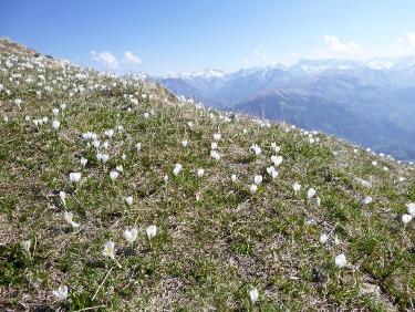 Un sommet envahi de crocus
