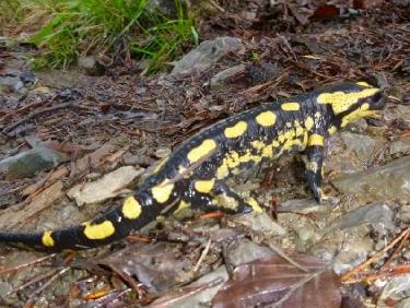 Magnifique spécimen 