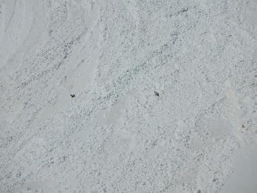 Chamois dans le Vallon du Couleau