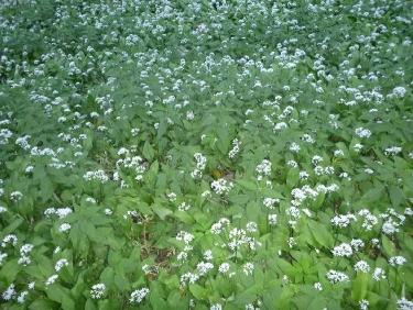 Champ d&apos;ail des ours aux vertus medicinales
